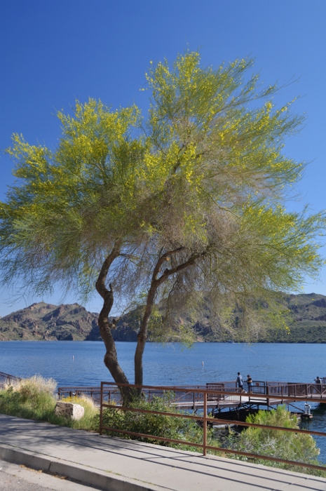 creosote trees in full bloom